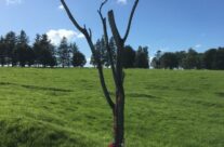 The ‘danger tree’ at Newfoundland Memorial Park – 100th Anniversary of the Somme Battlefield Tour