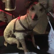 Animals in World War One