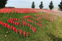 Poppy display at Tyne Cot for the Passchendaele 100th Anniversary Remembrance Service – Passchendaele Anniversary Remembrance Battlefield Tour