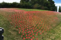 Sea of poppies at Tyne Cot for the Passchendaele 100th Anniversary Remembrance Service – Passchendaele Anniversary Remembrance Battlefield Tour