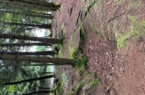 Fox holes in Bois Jacques (Jack’s Wood) – RGJ Assoc London Branch, Battle of the Bulge WW2 Tour