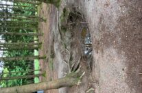 Fox holes in Bois Jacques (Jack’s Wood) – RGJ Assoc London Branch, Battle of the Bulge WW2 Tour