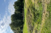 Newfoundland Memorial Park – Somme and Ypres WW1 Battlefield Tour